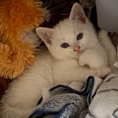 josee_phaneuf's profile picture. 