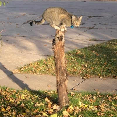 ray_gull's profile picture. Political Junky who’s probably a “radical lefty” depending on who you ask? Grandchildren are the best! 💕 Love me some coffee.