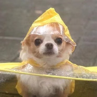 SPRINGDOGさんのプロフィール画像