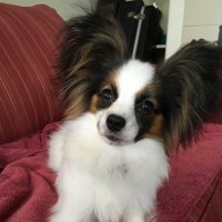 Sanco Perle (@perlesanco) 's Twitter Profile