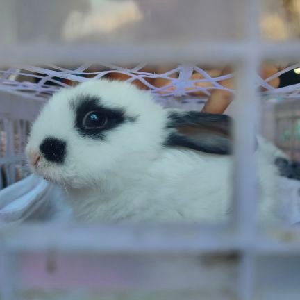 Meahnngg's profile picture. obertenking is the hobby.