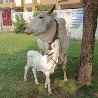 सनातनी_कट्टर_हिन्दू_कन्या🚩🇮🇳🏹🔥 (@neha_haldar) 's Twitter Profile