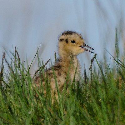 Producer, writer, love Curlews (and lots of other things). New book - The Gathering Place, out April 2023