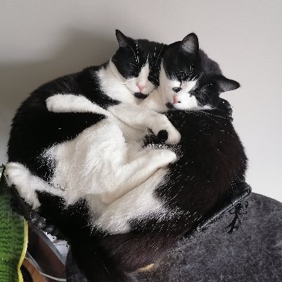 We are Silver & Seven, twin tuxedo cats living our best cat life in 🇨🇦 | Rescued June 2015 | New to Twitter | #CatsofTwitter