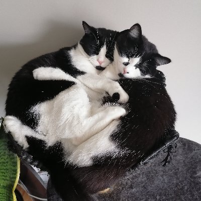 We are Silver & Seven, twin tuxedo cats living our best cat life in 🇨🇦 | Rescued June 2015 | #CatsofTwitter