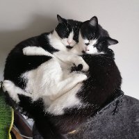 Twin Tuxedo Cats(@twin_tux_cats) 's Twitter Profile Photo