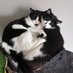 Twin Tuxedo Cats (@twin_tux_cats) Twitter profile photo Twin Tuxedo Cats (@twin_tux_cats) Twitter profile photo