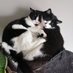 Twin Tuxedo Cats (@twin_tux_cats) Twitter profile photo