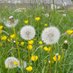 Buttercups & Bullrushes (@BBullrushes) Twitter profile photo