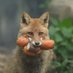 vulpes (@slittingvulpes) Twitter profile photo vulpes (@slittingvulpes) Twitter profile photo