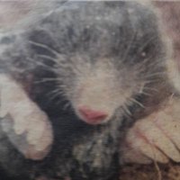 VelvetyMole๐ป๐ผ๐ทโ๏ธ๐ณ๐๐๐ฑ๐ (@velvetymole) 's Twitter Profile