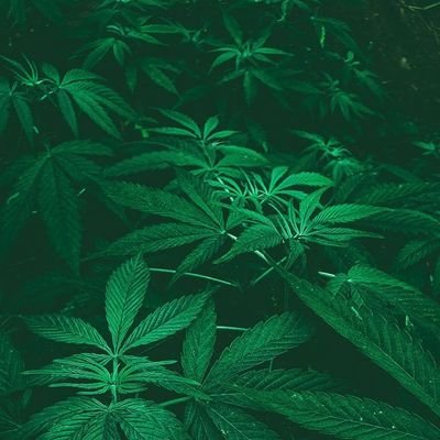 MorganHenrys's profile picture. A free man