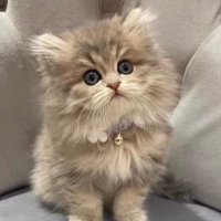 シュペット🐈ぽっけ🐈レト🐈 (@choupette_chan) 's Twitter Profile