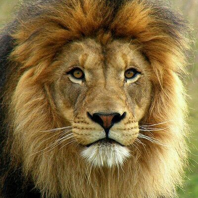 shaul_yoval's profile picture. I like aircraft , animals, and hot women!