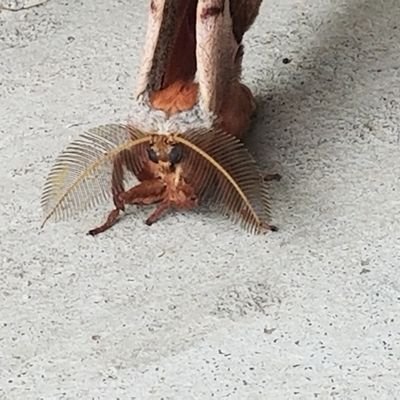 DolaRoy's profile picture. This is a size fetish account.

My Devianart is for storage space and has expanded stories of the edited photos I create.

https://t.co/vbC4VGWy3f