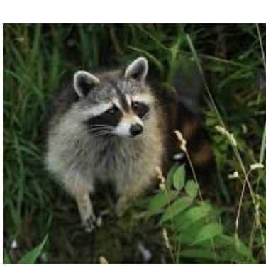 rraakkaattaakk's profile picture. 