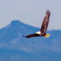 Jeff Williams (@jefferyjwms) Twitter profile photo