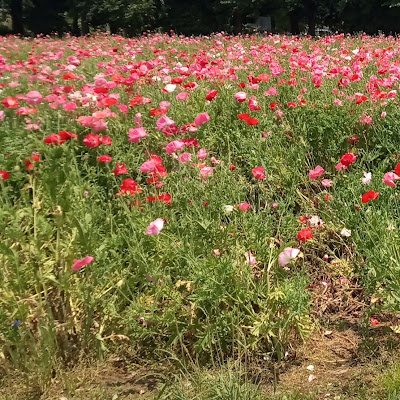 フラワーデモ飯能の告知アカウントです。毎月１１日、性暴力を許さない気持ちを胸にスタンディングをしています。あなたはひとりじゃない
※特定の政党と関係を持つ組織ではございません
※メディアの取材はフラワーデモ公式のルールに則り、事前にフラワーデモ公式の方までご連絡をお願いいたします