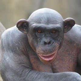 L8_Lurker's profile picture. Monkeyman doing his best to navigate the concrete jungle