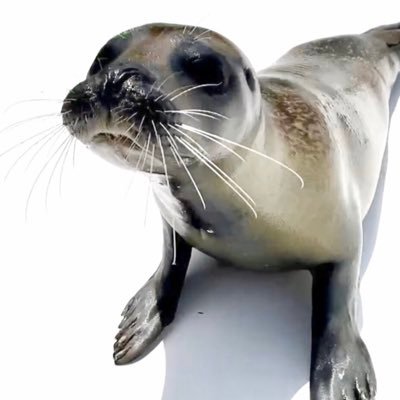 UX Designer II @Treyarch - Formerly @SHGames - All opinions are my own. I love seals and all things cute. SQUEE 💖