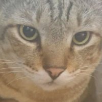 Grayson the superboss cat(@EnduranceLiq) 's Twitter Profile Photo
