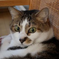 ぱぴよん1957 (@q8ek2) 's Twitter Profile Photo ぱぴよん1957 (@q8ek2) 's Twitter Profile Photo