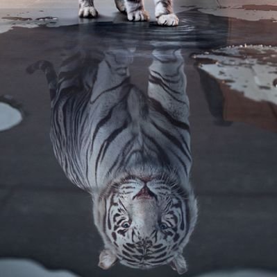 MoonSun_4ever's profile picture. trying to reach truth.