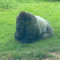 Chubugalu (@pennystockguruu) 's Twitter Profile Photo Chubugalu (@pennystockguruu) 's Twitter Profile Photo