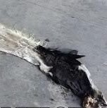 DeNietKale's profile picture. 