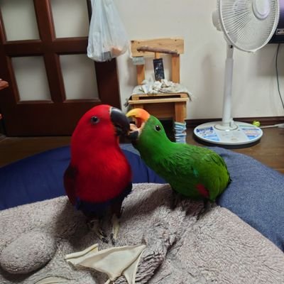 ヨウム『紅葉の天ぷら』。
オオハナインコ♂『伊達政宗』♀『冷瓶』。
オカメインコ６羽。ワカケホンセイインコ『リムル』カラーはノーマル。『もこみち』カラーはオリーブ『シュナ』ブルークリアーテール。オキナインコ(ずんだ餅)カラーはシナモン♂