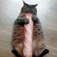 BFC (@bfc1137) 's Twitter Profile