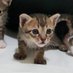 Cats&Conversation (@catsconversati1) Twitter profile photo Cats&Conversation (@catsconversati1) Twitter profile photo