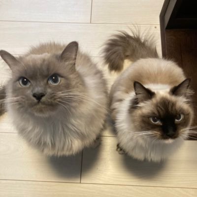 1hSrVmuUN6rX9tM's profile picture. 市川らへんでシーバスやったりする本八幡の民。 嫁の機嫌を伺いながら釣りにいくパックロッダー