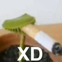V_T0ni's profile picture. 