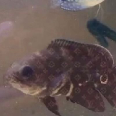 SznJazz's profile picture. Get out