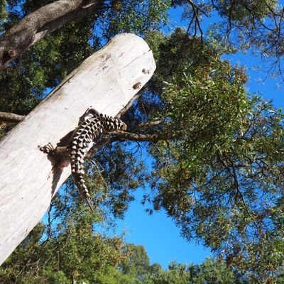 cryptrveller77's profile picture. crypto investor. Love travelling. Japan, Aus, USA, Taiwan, Mexico, Korea, Brazil