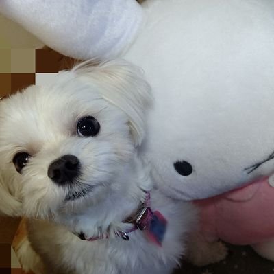 娘2人と一緒にDD所属G推してます😊
🍱さんより⬆️
🐰👑寄りの箱推しイルミィ
親子イルミィでも気にならない方仲良くして下さい😊