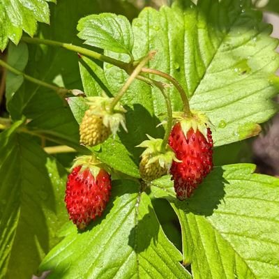 HappyLoveSea's profile picture. お気楽マイペース♪機械音痴★☆娘と共に世界に一つだけの🌹新しい地図📎と海を愛するLove244Sea♪近年世相的な事柄何やら超毒吐き中にて、不快ならスルー🥦ﾖﾛｼｸね♪当方もNGと判断するとミュート、ブロックするのでゴメンネ★＆謎の友達募集、エロ、投資、副業は🥦ブロック&報告100%です。と言ってるやろ💢💢