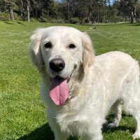 Han Lee (@iantolee) 's Twitter Profile