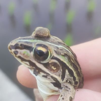 kasikiti's profile picture. まつり,スノボ,ミリタリー
hololive
白銀ノエル 推し