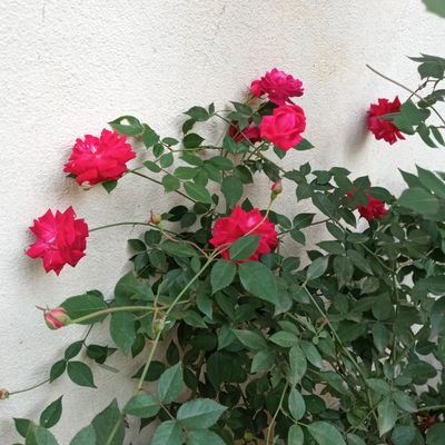 srinathmukherj7's profile picture. 