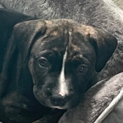 i am a little staffie and just arrived at my new forever home. I hope to follow in my big sister Saffy footsteps #ZSHQ #TheRuffRiderz & #TheAviators