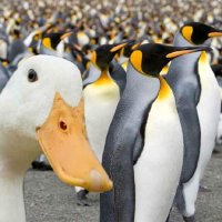 duckorpenguin (@duckorpenguin) 's Twitter Profile