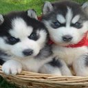 Kieran Fox - @Kieranfp1 - Twitter