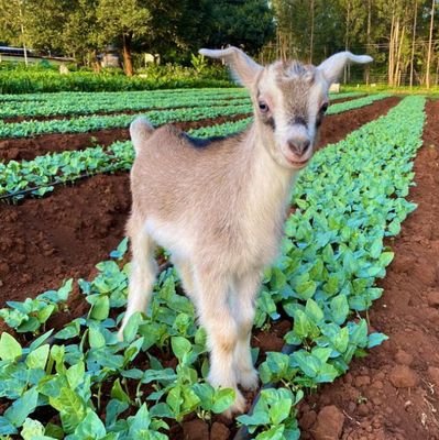 Smart Farmer🏝🥬🥭🍇🌽🍍🍌🍅🥑🥕🍒🍎🍉🌾🌱🥀

email; adelymafarm@gmail.com