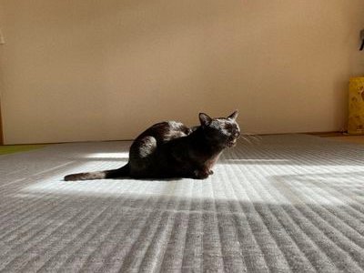 黒猫が可愛すぎて、黒猫が大好き過ぎて作りました🐈‍⬛我が家のじじもよろしくお願いします😄