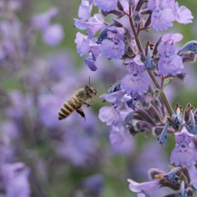 植物と生き物大好きー。生き物や植物を撮って呟いたり、リツイートするアカウントです。