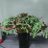 surfplants
