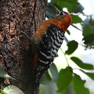 Woodpecker_cent Profile Picture