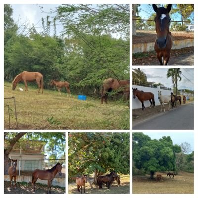 We are a 501c3 organization in Vieques, PR providing emergency medical treatment and care for the free-roaming horses and their owners